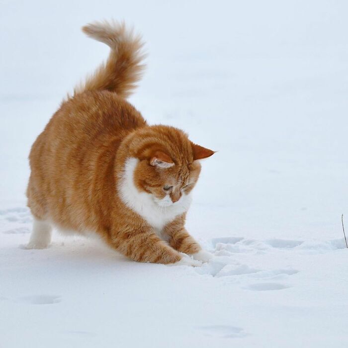 러시아 고양이 .jpg | 인스티즈