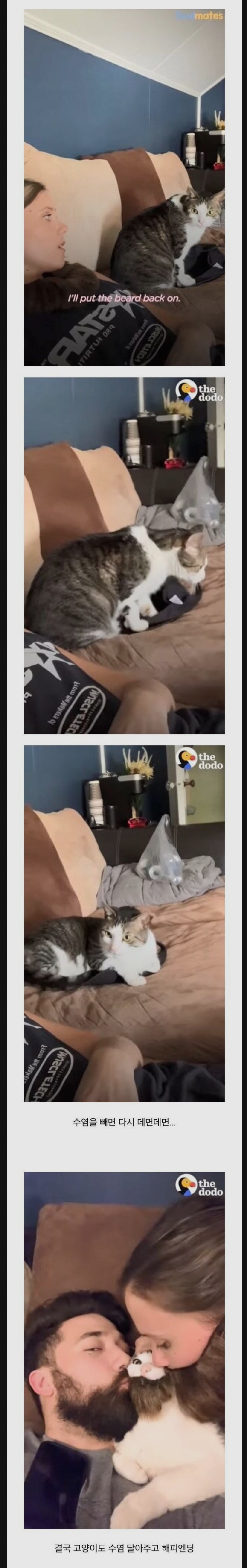 고양이가 남편만 좋아하는이유 | 인스티즈