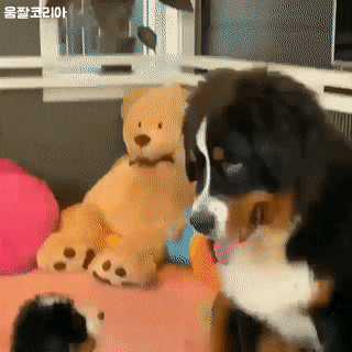 어린 동생을 본 댕댕이.gif | 인스티즈