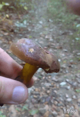 산소에 노출되면 파란색으로 색이 변하는 신기한 버섯 | 인스티즈