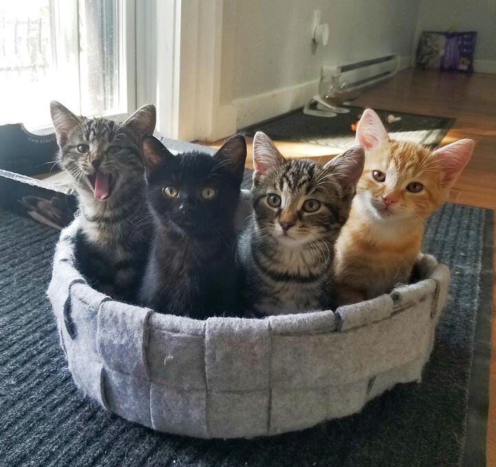 새끼 고양이 .jpg | 인스티즈