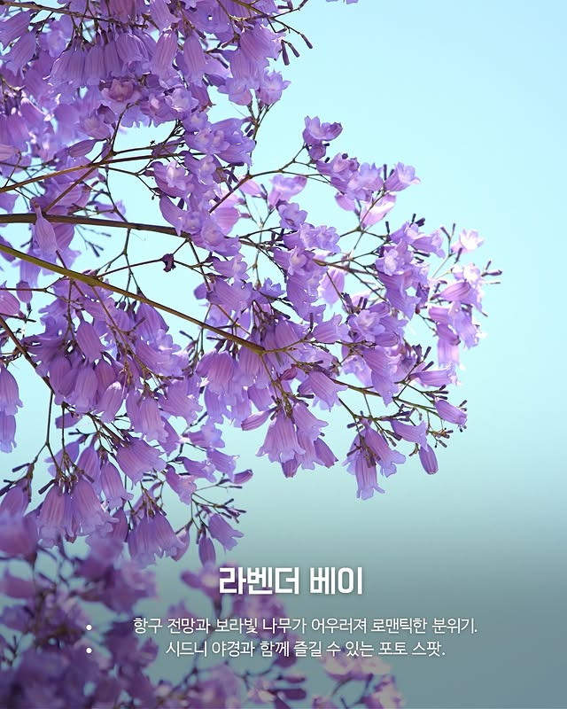 호주의 벚꽃 자카란다 | 인스티즈