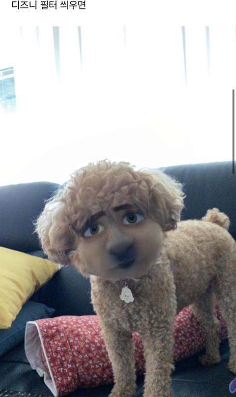 어제 동물병원 갔는데 옆테 다른 견주분이 몇살이냐고 물어보길래 26살이라고 대답했거든..? | 인스티즈