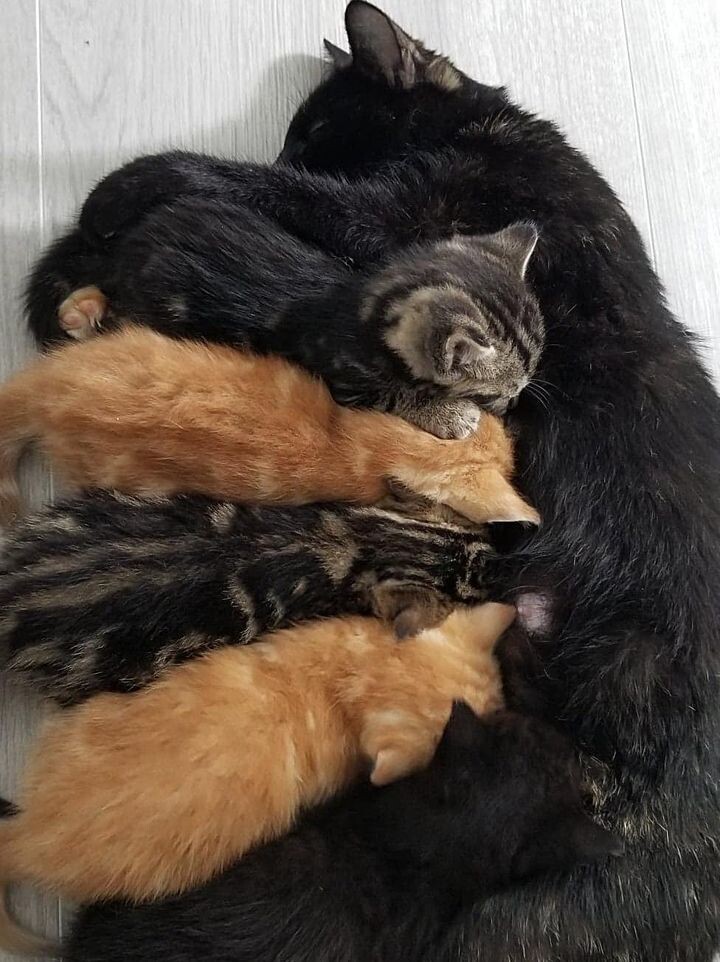 새끼 고양이 .jpg | 인스티즈
