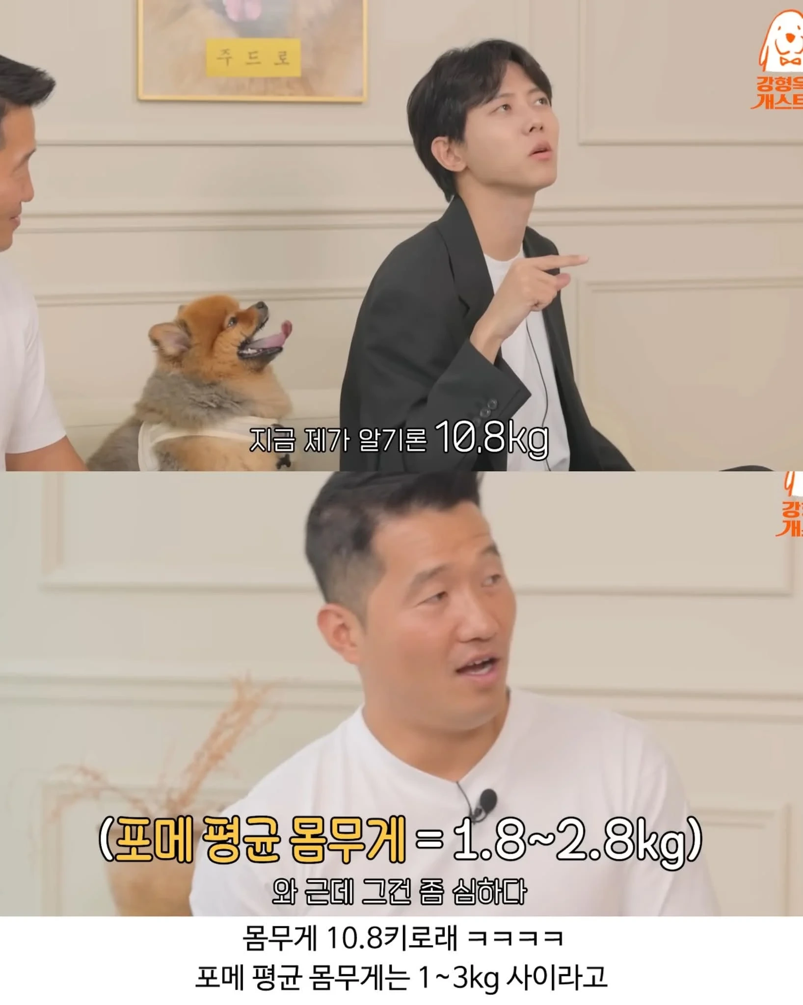 주우재가 키우는 포메 | 인스티즈