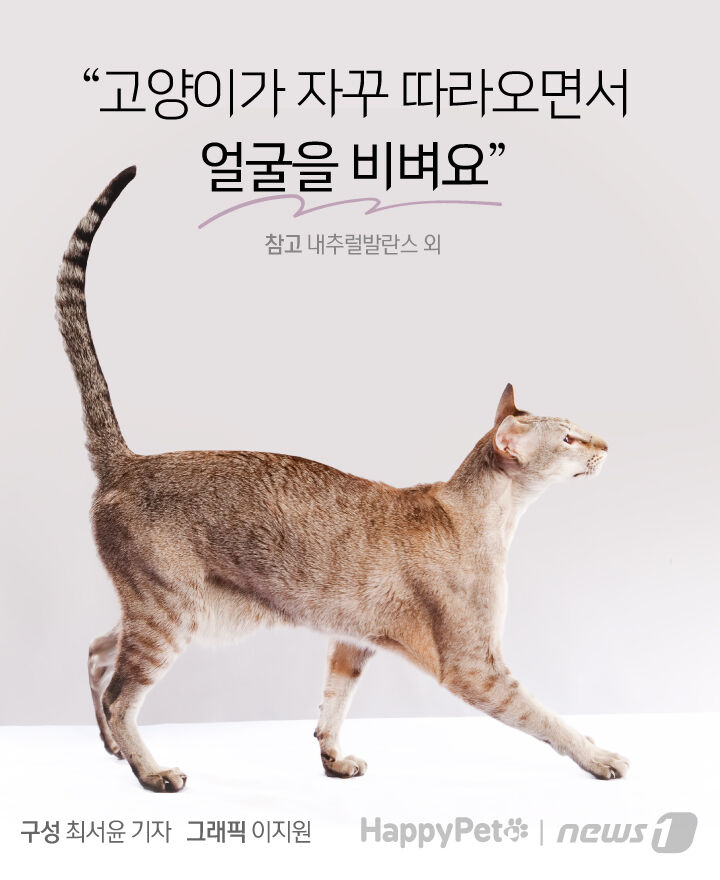 사람 따라다니며 얼굴 비비는 고양이, 왜 그러는 거죠? | 인스티즈