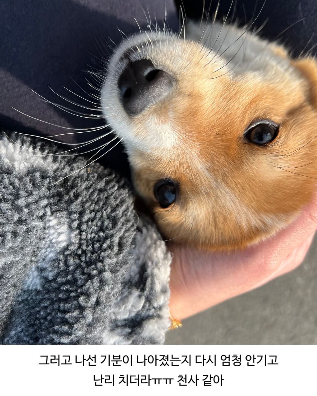 할머니집 시골개 산책시켜줌 | 인스티즈