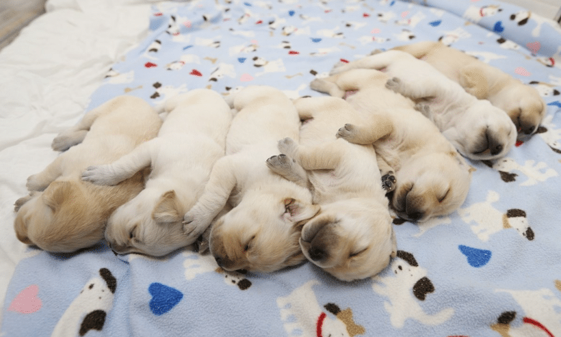 🐶 안내견 공부중입니다! | 인스티즈