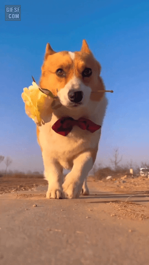 이영표 반려견 | 인스티즈