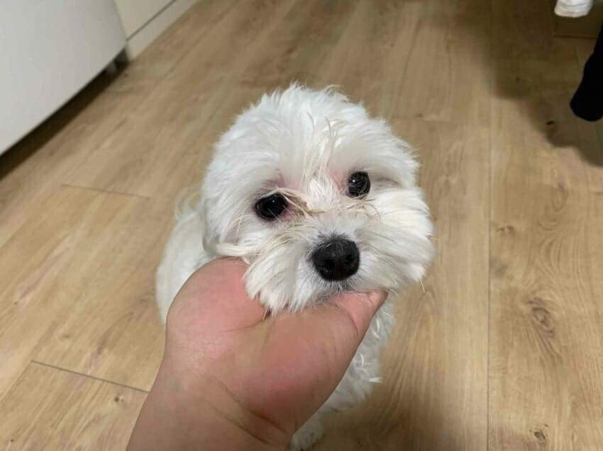 이사왔는데 전 주인이 강아지 버리고 감;;; | 인스티즈