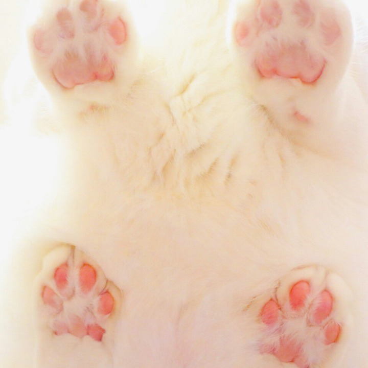흰 양말 신은거 같은 고양이의 발.jpgif | 인스티즈