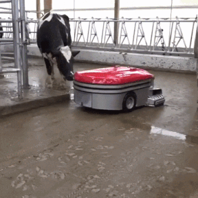 로봇 소똥청소기 | 인스티즈