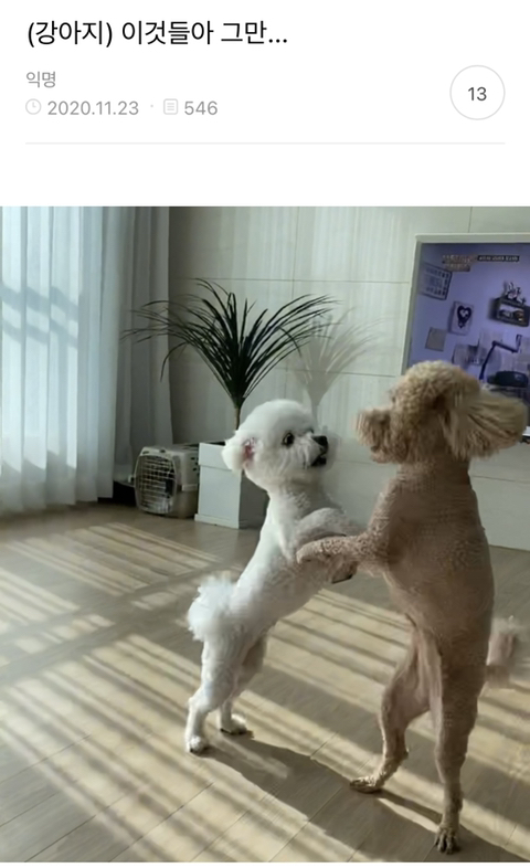어제 동물병원 갔는데 옆테 다른 견주분이 몇살이냐고 물어보길래 26살이라고 대답했거든..? | 인스티즈