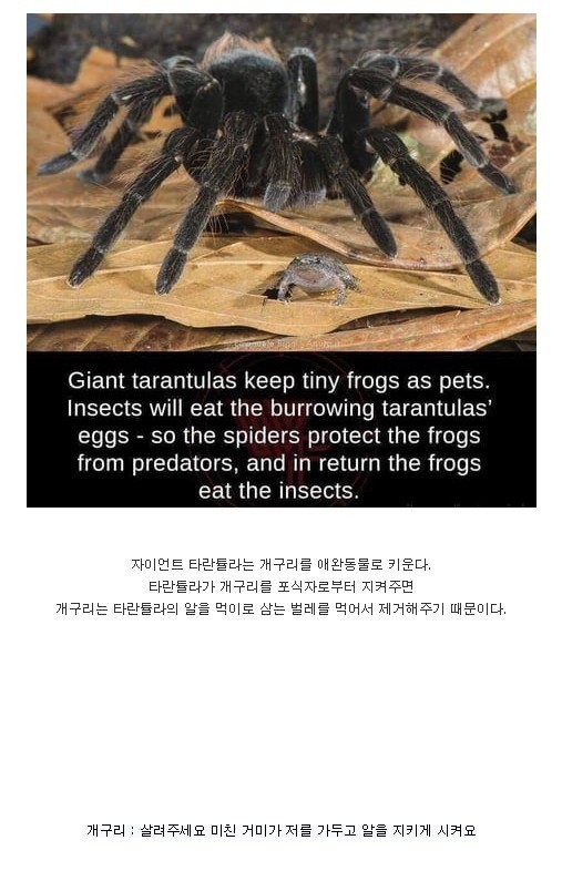 타란툴라와 개구리의 공생관계.jpg | 인스티즈