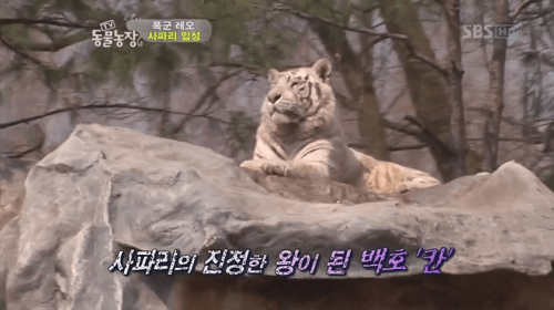 사파리 이미지