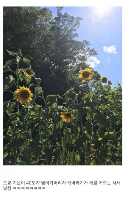 기온이 40도가 넘어가면 생기는 일 | 인스티즈