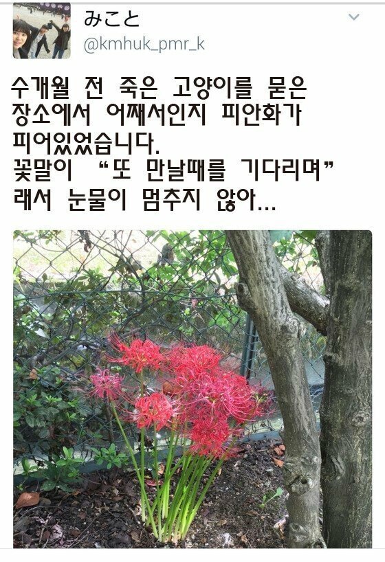 고양이가 죽어 땅에 묻어 준 일본인.jpg | 인스티즈