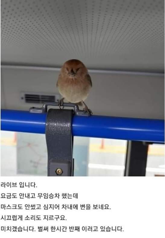 버스에 탄 노마스크 진상승객 | 인스티즈