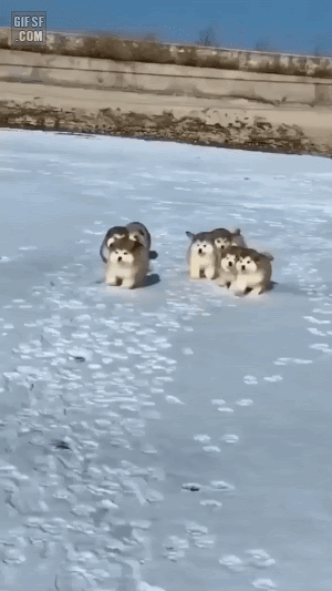 귀여운 아기 댕댕이들 | 인스티즈