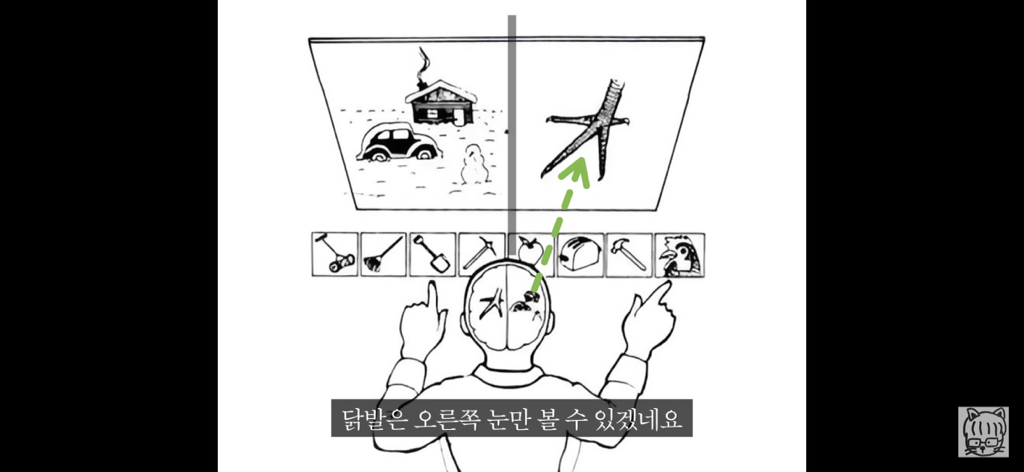 (스압)분리 뇌 실험 | 인스티즈