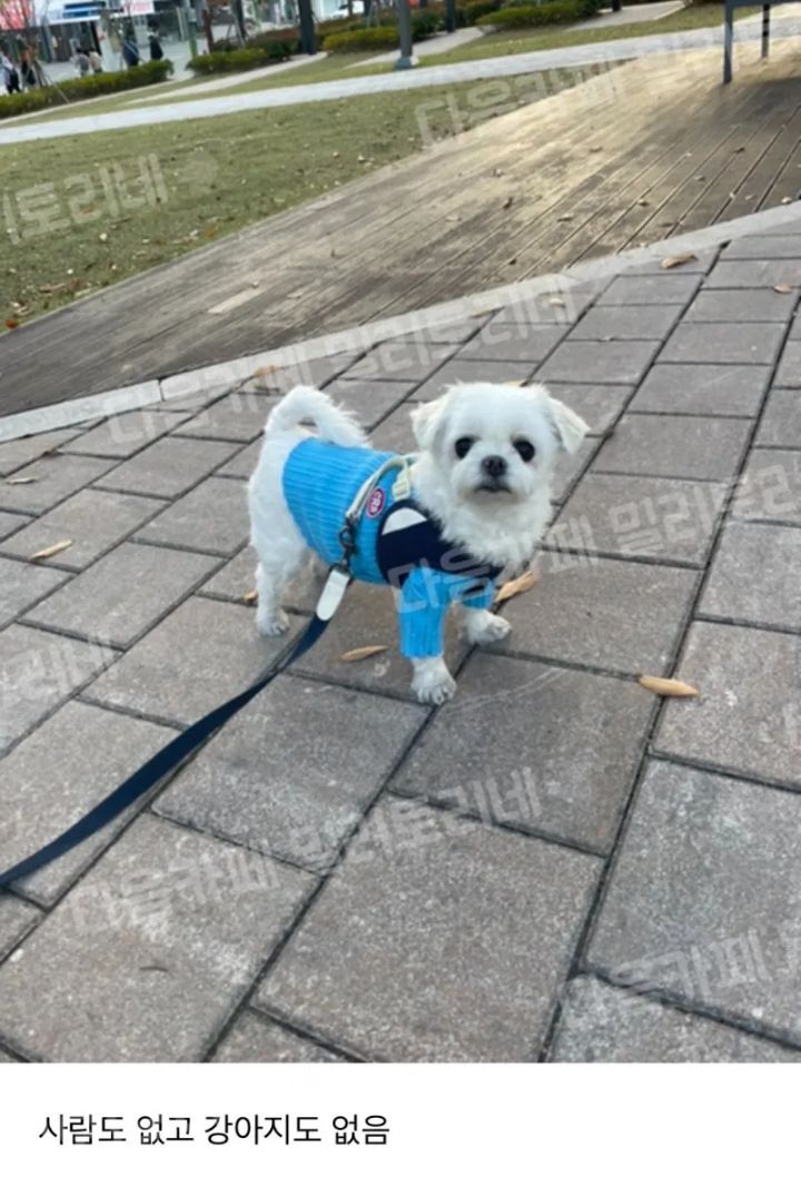 산책 만족 불만족 바로 티남 | 인스티즈