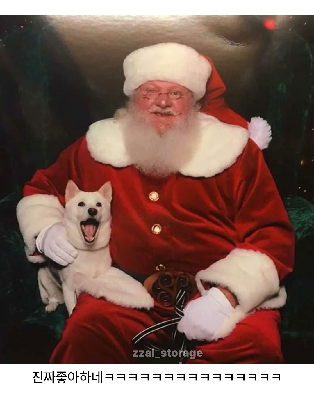 우리 강아지 좋아하는 장난감이 산타라서 | 인스티즈