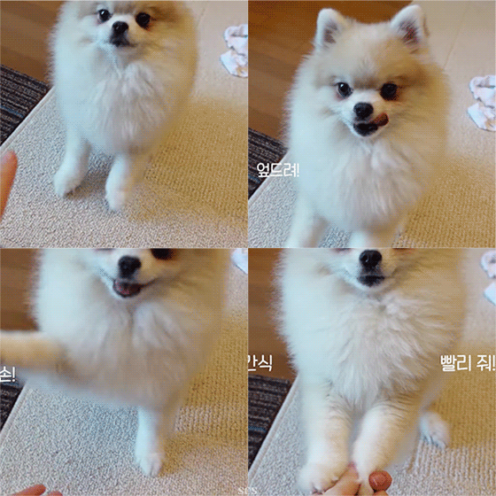 트와이스 나연의 마니또 브이로그(feat. 쿠크+방에 있는 물건 소개) | 인스티즈