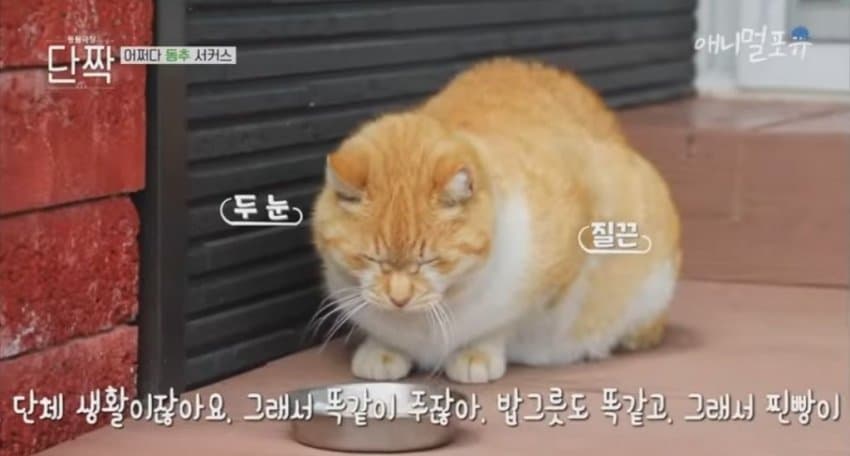 재밌게 사는 할아버지와 냥댕이들.jpgif | 인스티즈