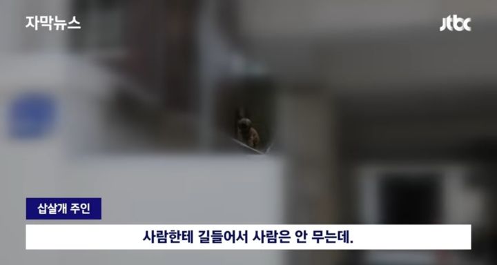 우리 개는 사람은 안물어 | 인스티즈