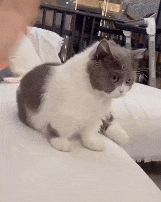 고양이에게 손을 뻗으면 생기는 일 | 인스티즈