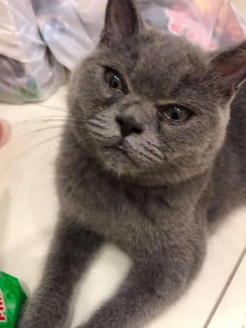 마늘 까는거 구경하는 고양이 .jpg | 인스티즈