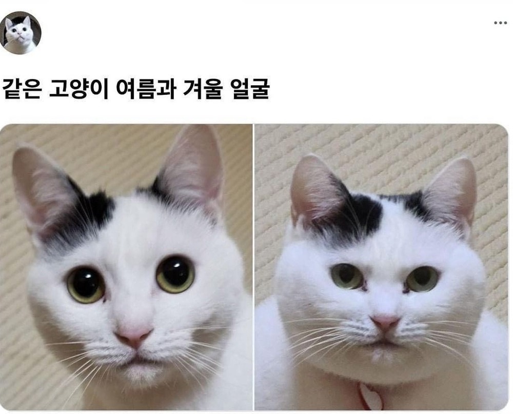 같은 고양이의 여름과 겨울 | 인스티즈