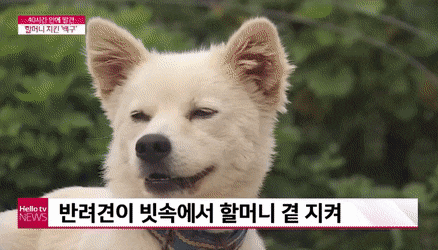 90대 할머니 살린 킹갓 백구.gif | 인스티즈