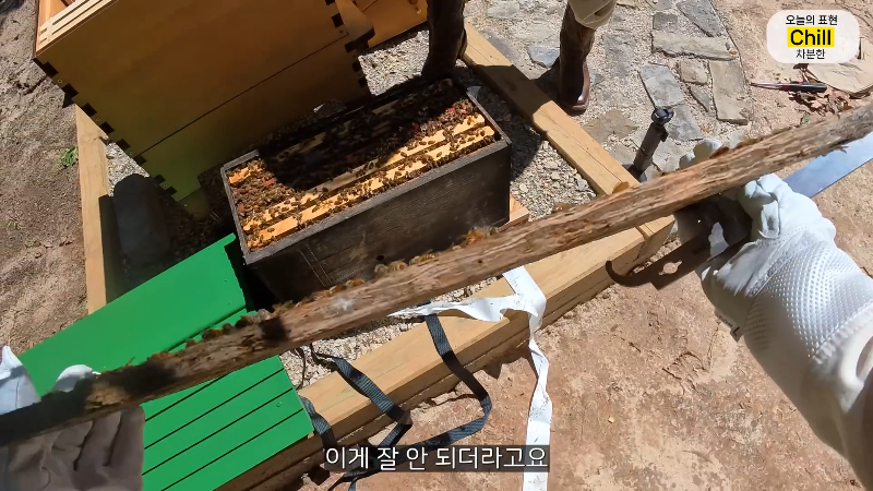 양봉 시작한 올리버쌤 근황.jpg | 인스티즈