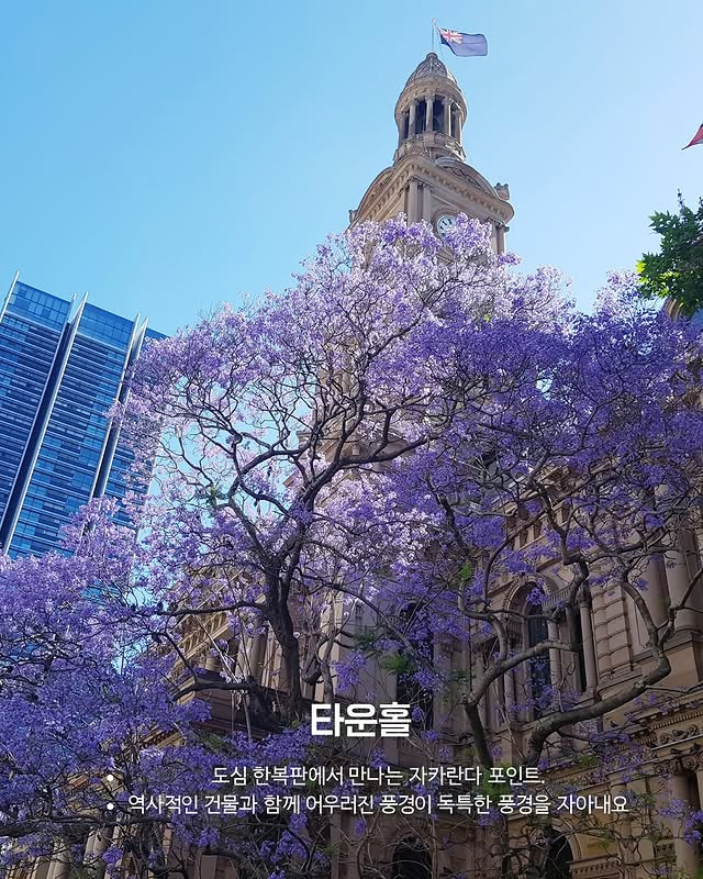 호주의 벚꽃 자카란다 | 인스티즈