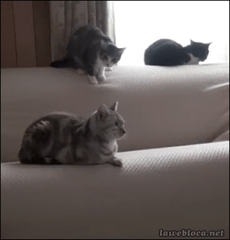 집사들은 아는 평범한 고양이의 모습 | 인스티즈