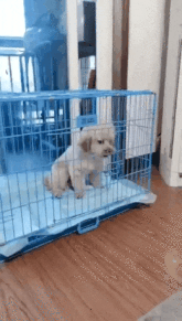 선풍기 각도 맞추는 강아지.gif | 인스티즈