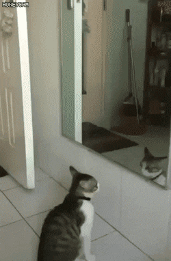 고양이 싸움 | 인스티즈