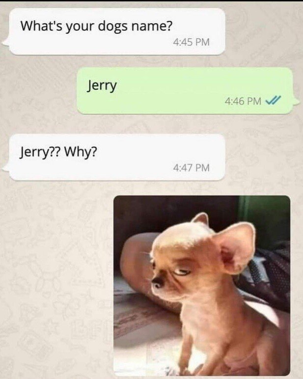 개 이름이 왜 제리임? ㅋㅋ | 인스티즈