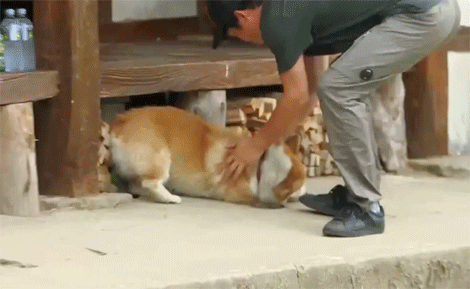 [삼시세끼] 유해진이 반려견이 안보일때 하는말 ㅋㅋㅋ | 인스티즈