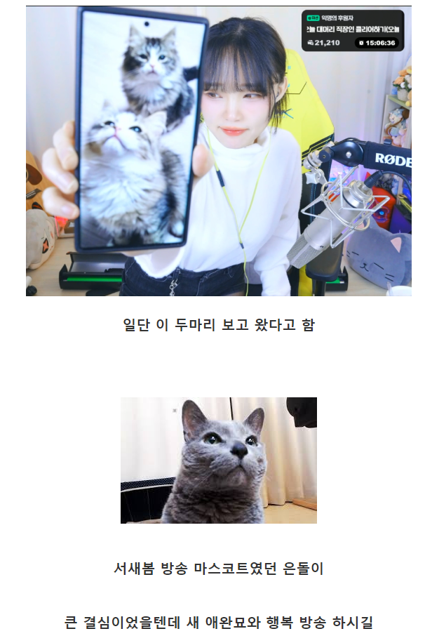 애완묘 은돌이 사별 후 1년만에 고양이 입양 결심한 치지직... - 도탁스 (DOTAX) 애완묘 은돌이 사별 후 1년만에 고양이 입양 결심한 치지직... 