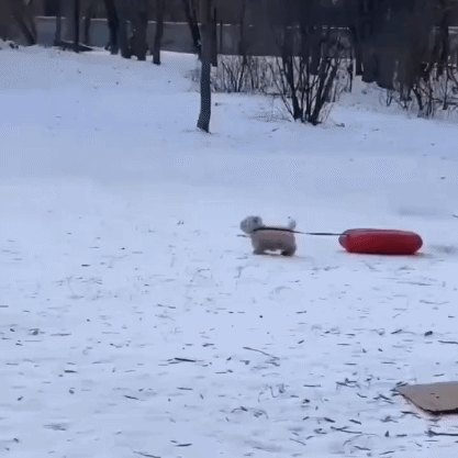 강아지가 혼자서 썰매 타는 방법.gif | 인스티즈