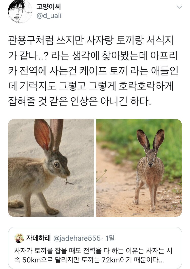 사자가 토끼를 잡을 때 전력을 다 하는 이유 | 인스티즈
