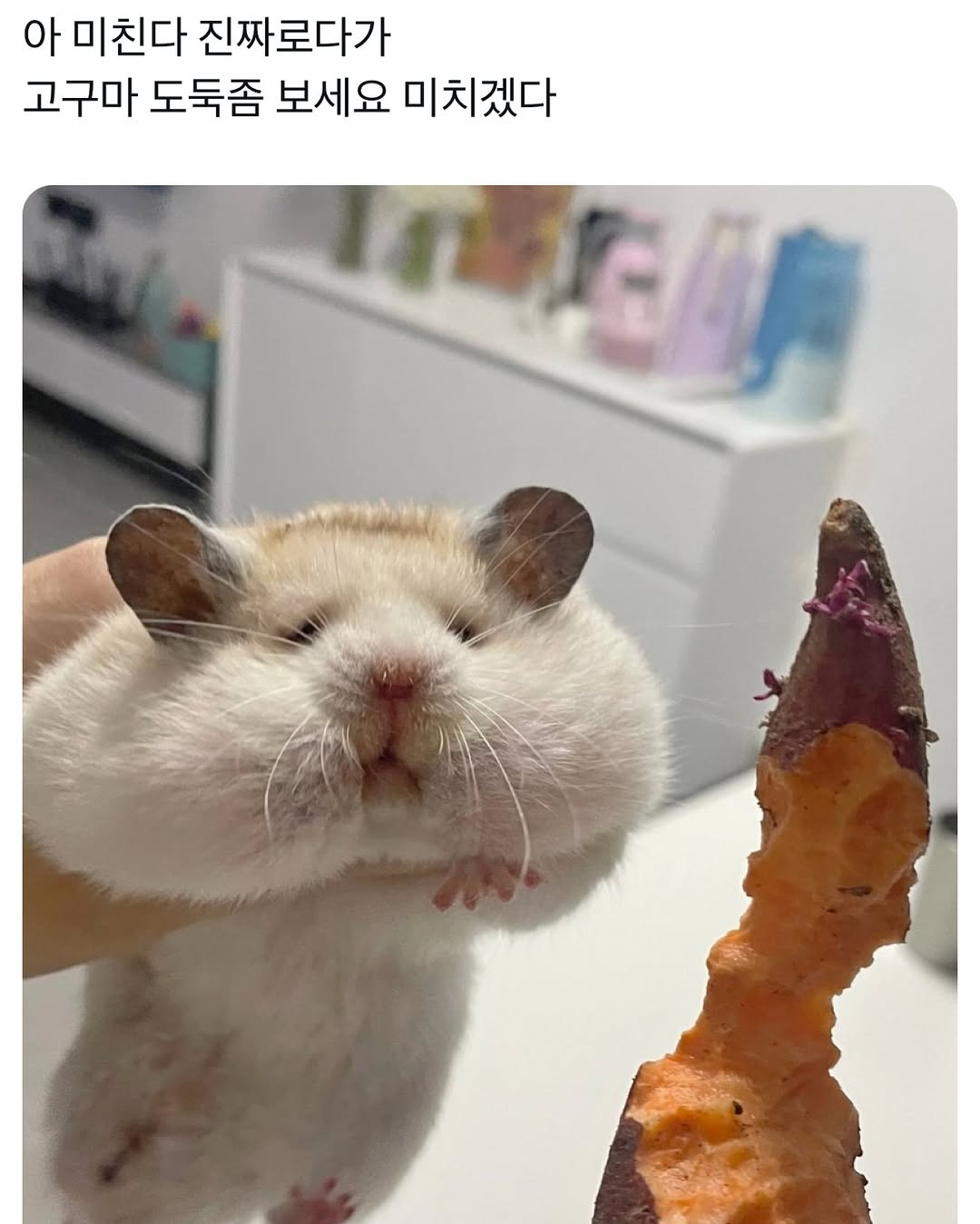 현장에서 검거된 고구마 도둑 | 인스티즈