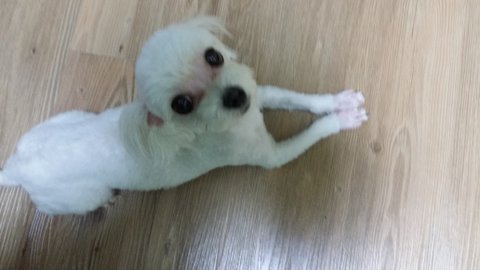 강아지 데리고 다니는 택배기사, 기사님 글 올라옴 + 이젠 강아지 절도까지 하려고 함 ㄷㄷㄷ | 인스티즈