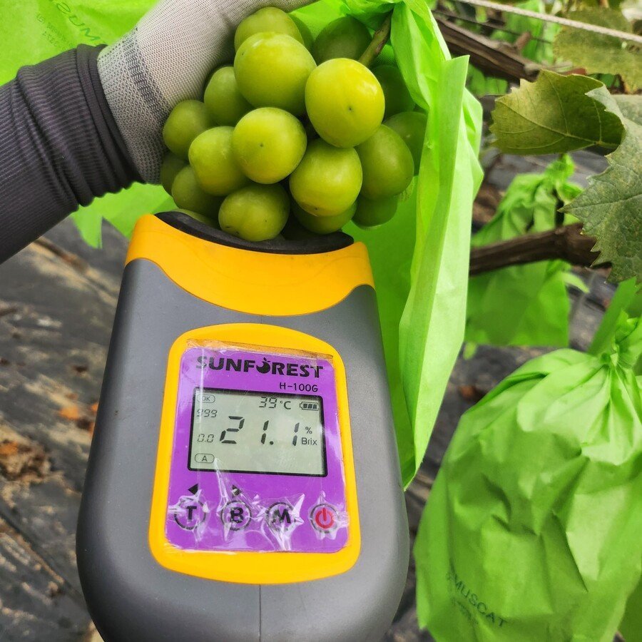 포도 신품종 '슈팅스타' 뉴스 보고 빡친 샤인머스켓집 딸 | 인스티즈