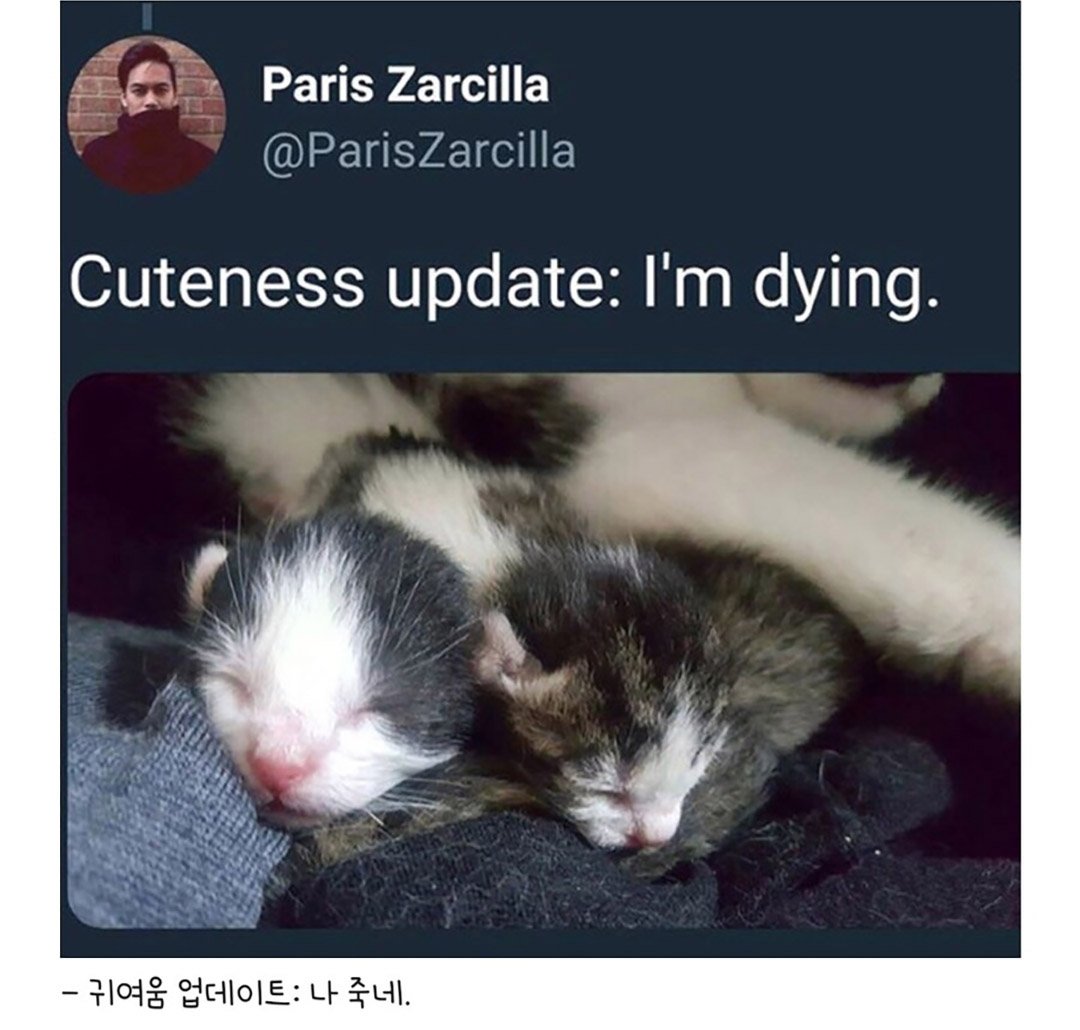 우울증 걸린 사람집에 고양이가 들어옴 | 인스티즈