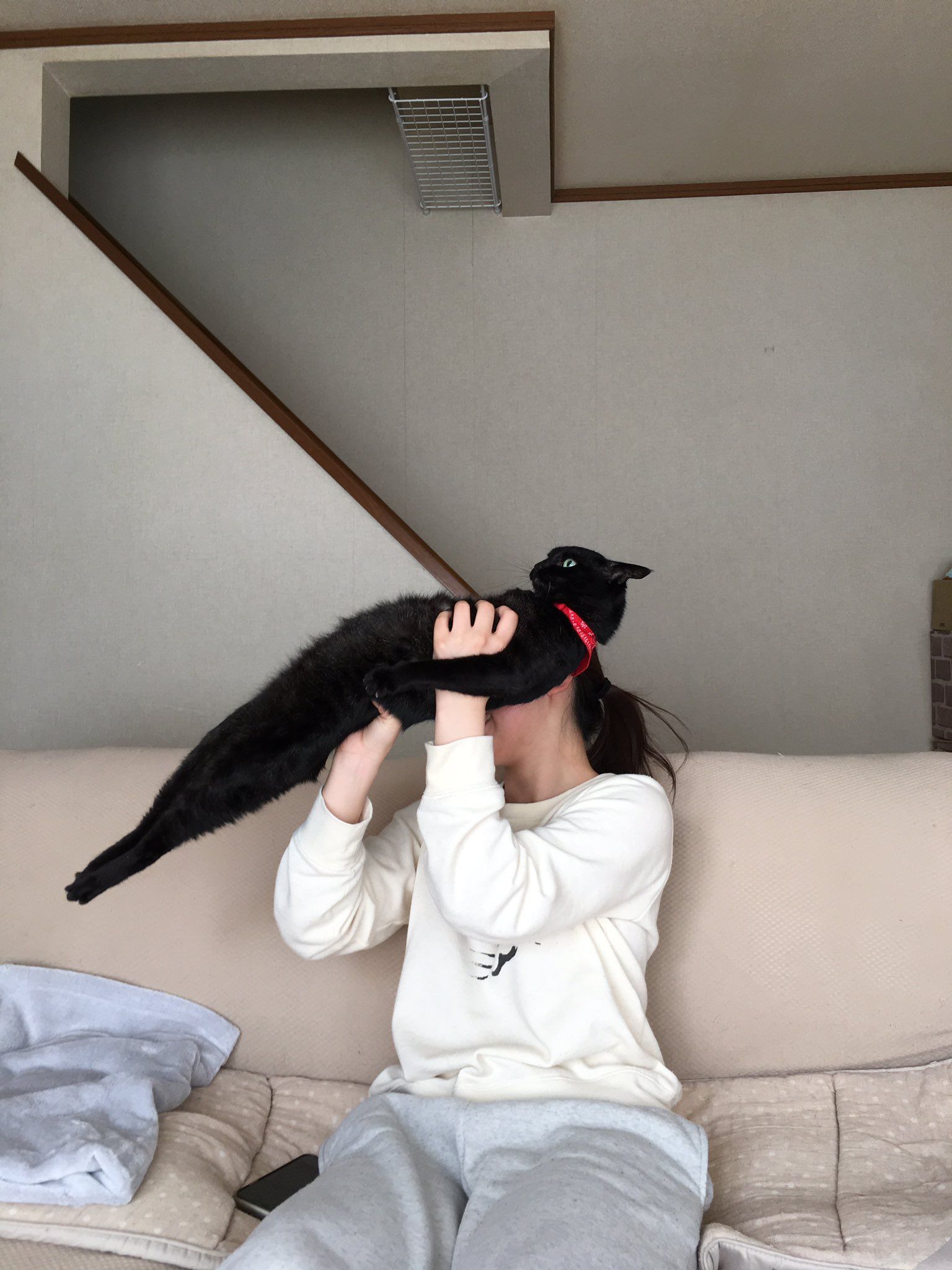 안기는 걸 싫어하는 고양이 | 인스티즈