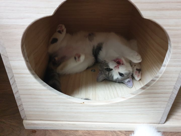 사람만큼 다양한 표정을 짓는 고양이 | 인스티즈
