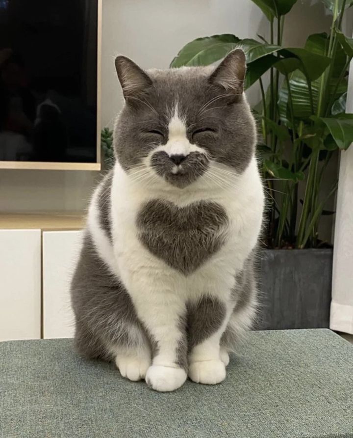 하트 고양이 | 인스티즈
